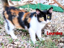 LOURDES, Katze, Calico-Cat in Spanien