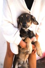 MYMBLE, Hund, Mischlingshund in Springe