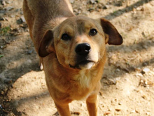 SVEN, Hund, Mischlingshund in Bosnien und Herzegowina
