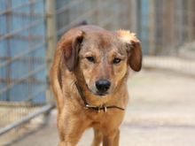 OSCAR, Hund, Mischlingshund in Bosnien und Herzegowina