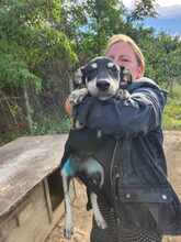 LINA, Hund, Mischlingshund in Rumänien - Bild 4