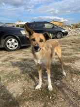 CINDERELLA, Hund, Mischlingshund in Bulgarien