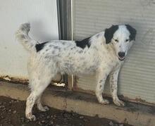 LALLO, Hund, Mischlingshund in Italien - Bild 34