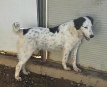 LALLO, Hund, Mischlingshund in Italien - Bild 35
