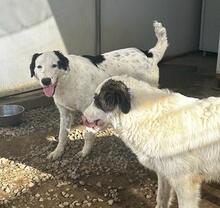 LALLO, Hund, Mischlingshund in Italien - Bild 36