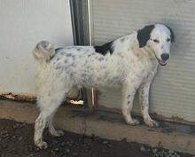 LALLO, Hund, Mischlingshund in Italien - Bild 37