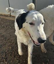 LALLO, Hund, Mischlingshund in Italien - Bild 38