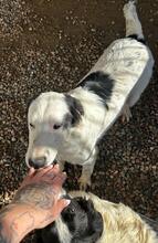 LALLO, Hund, Mischlingshund in Italien - Bild 39