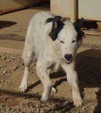 LALLO, Hund, Mischlingshund in Italien - Bild 41