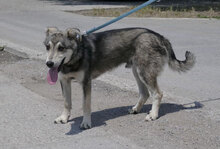 GRISU, Hund, Siberian Husky-Collie-Mix in Hamburg