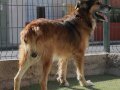 CHICO, Hund, Mischlingshund in Belgien