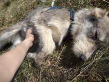 LARA, Hund, Mischlingshund in Rumänien - Bild 22