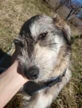 LARA, Hund, Mischlingshund in Rumänien - Bild 23