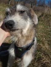 LARA, Hund, Mischlingshund in Rumänien - Bild 24