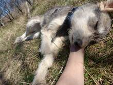 LARA, Hund, Mischlingshund in Rumänien - Bild 25