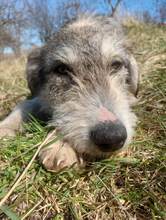 LARA, Hund, Mischlingshund in Rumänien - Bild 27