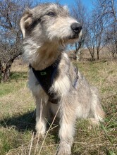 LARA, Hund, Mischlingshund in Rumänien - Bild 28