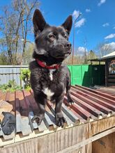 BORIS, Hund, Mischlingshund in Slowakische Republik - Bild 11