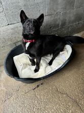 BORIS, Hund, Mischlingshund in Slowakische Republik - Bild 12