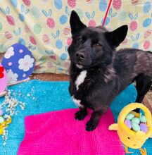 BORIS, Hund, Mischlingshund in Slowakische Republik - Bild 15