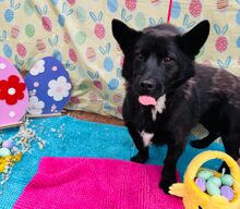 BORIS, Hund, Mischlingshund in Slowakische Republik - Bild 17