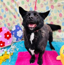 BORIS, Hund, Mischlingshund in Slowakische Republik - Bild 18
