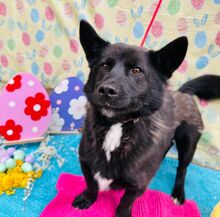 BORIS, Hund, Mischlingshund in Slowakische Republik - Bild 19