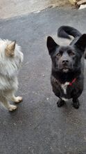 BORIS, Hund, Mischlingshund in Slowakische Republik - Bild 20