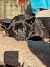 BORIS, Hund, Mischlingshund in Slowakische Republik - Bild 21