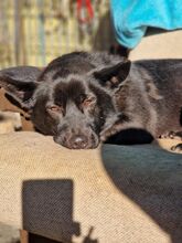 BORIS, Hund, Mischlingshund in Slowakische Republik - Bild 22