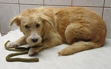 PLÜSI, Hund, Mischlingshund in Ungarn