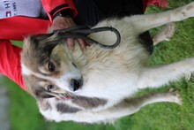 NITI, Hund, Collie-Sheltie-Mix in Rumänien - Bild 2