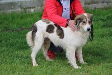 NITI, Hund, Collie-Sheltie-Mix in Rumänien - Bild 3