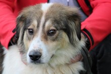 NITI, Hund, Collie-Sheltie-Mix in Rumänien - Bild 4