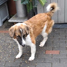 LIV Z20, Hund, Mischlingshund in Essen