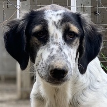 LEMON, Hund, Mischlingshund in Griechenland