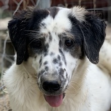 LIME, Hund, Mischlingshund in Griechenland