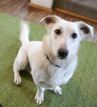 RAFFAEL, Hund, Mischlingshund in Rumänien