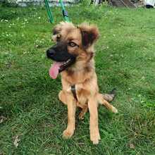 LIBBY, Hund, Mischlingshund in Slowakische Republik