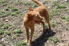 JOLIE, Hund, Mischlingshund in Dettenheim
