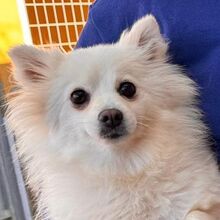 BLANCA, Hund, Japanischer Spitz in Spanien