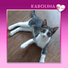 KAROLINA, Katze, Hauskatze in Bulgarien