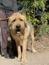TONI, Hund, Mischlingshund in Ungarn - Bild 1