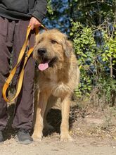 TONI, Hund, Mischlingshund in Ungarn - Bild 2