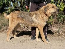 TONI, Hund, Mischlingshund in Ungarn - Bild 3