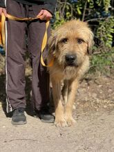 TONI, Hund, Mischlingshund in Ungarn - Bild 4