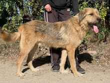 TONI, Hund, Mischlingshund in Ungarn - Bild 5