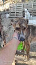 BRAD, Hund, Segugio Italiano in Italien - Bild 4