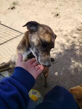 BRAD, Hund, Segugio Italiano in Italien - Bild 5