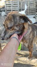 BRAD, Hund, Segugio Italiano in Italien - Bild 6